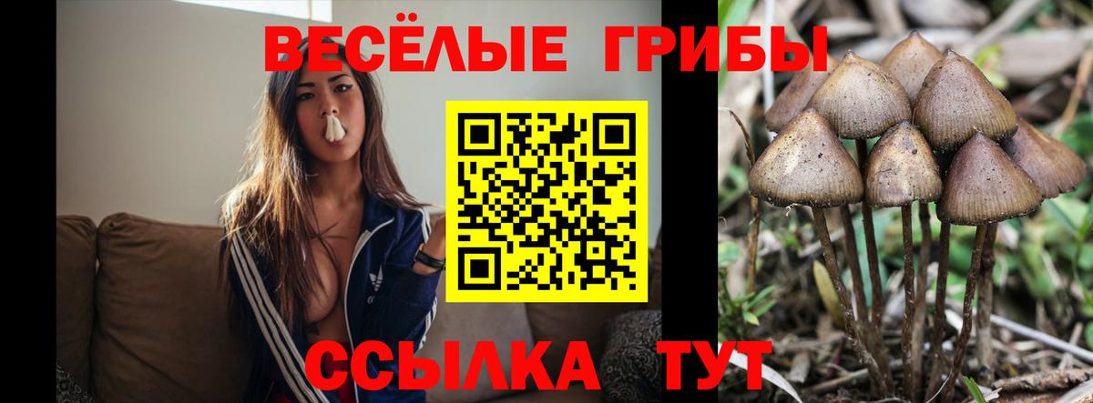 Галлюциногенные грибы GOLDEN TEACHER Светлоград